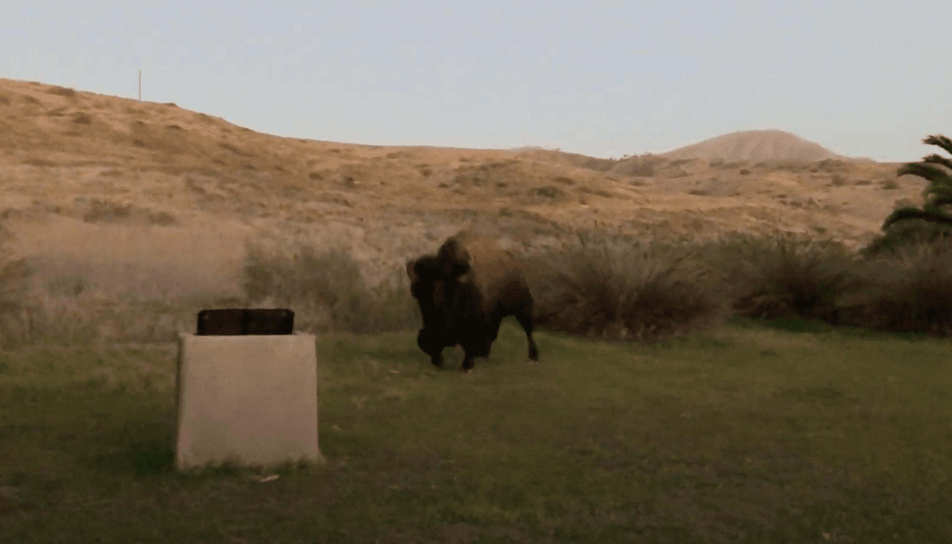 /images/catalina/bison.png